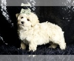 Small #4 Maltipoo (Miniature)