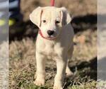 Small #2 Labrador Retriever Mix