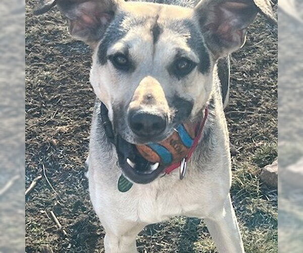 Medium Photo #1 Mutt Puppy For Sale in Alturas, CA, USA