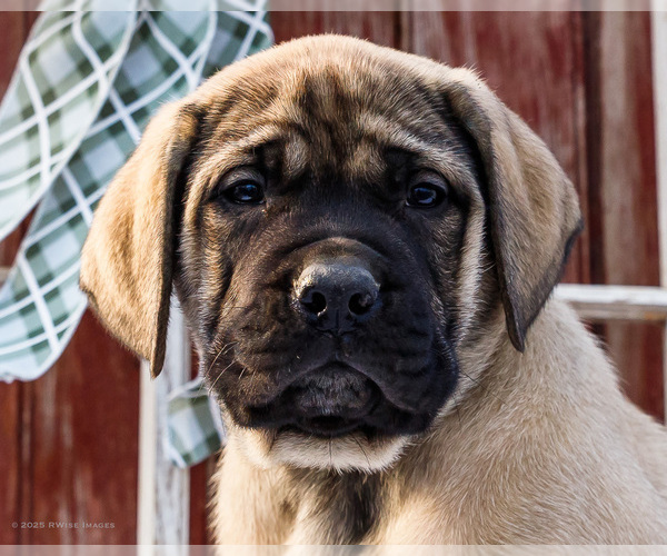 Medium Photo #15 Mastiff Puppy For Sale in WAKARUSA, IN, USA