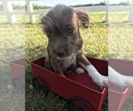 Small Photo #2 Neapolitan Mastiff-Poodle (Miniature) Mix Puppy For Sale in GOSHEN, IN, USA