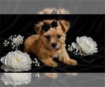 Small #2 Yorkshire Terrier