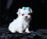 Small #1 Maltese
