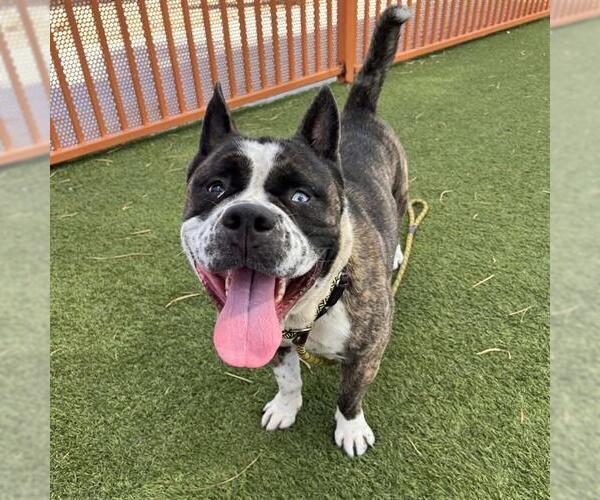 Medium Photo #1 French Bulldog-Siberian Husky Mix Puppy For Sale in Las Vegas, NV, USA