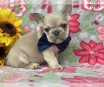 Small Photo #2 French Bulldog Puppy For Sale in RISING SUN, MD, USA