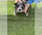 Small #4 American Bully