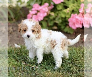 Cockapoo Puppy for sale in LINCOLN UNIVERSITY, PA, USA