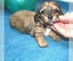 Image preview for Ad Listing. Nickname: Heather