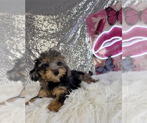 Bernedoodle (Miniature) (+ Poodle Miniature) Puppy for Sale in INDIANAPOLIS, Indiana USA