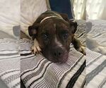 Small #1 Boxer Mix