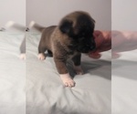 Small Photo #1 Akita Puppy For Sale in STATESVILLE, NC, USA