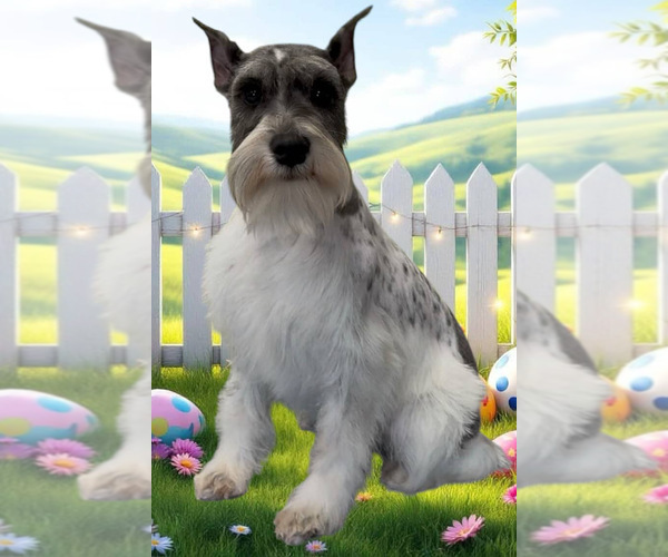 Medium Photo #1 Schnauzer (Miniature) Puppy For Sale in LONG BEACH, CA, USA
