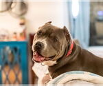 Small #16 American Pit Bull Terrier Mix