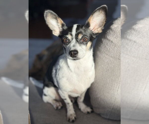 Medium Photo #10 Chiweenie Puppy For Sale in Mundelein, IL, USA