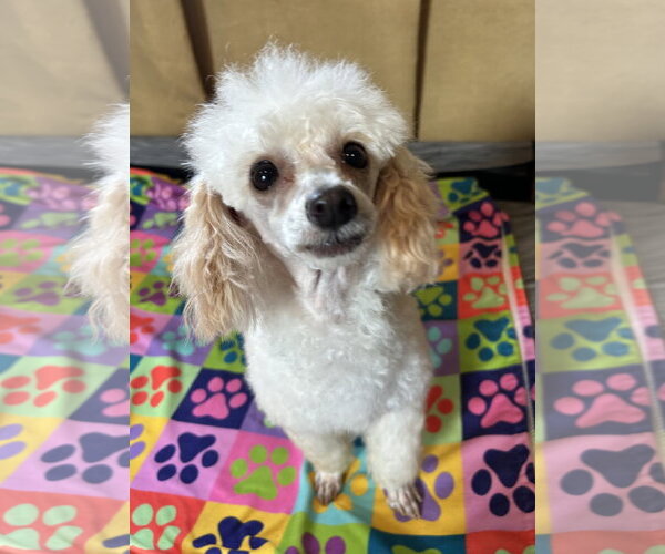 Medium Photo #2 Poodle (Toy) Puppy For Sale in Pacolet, SC, USA