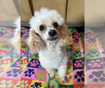 Small #1 Poodle (Toy)
