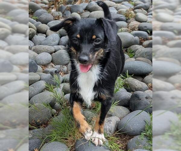 Medium Photo #2 Chihuahua-Unknown Mix Puppy For Sale in San Martin, CA, USA
