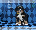 Small Photo #47 Bernese Mountain Dog Puppy For Sale in HARRISONBURG, VA, USA