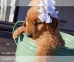 Puppy Ivory Goldendoodle (Miniature)