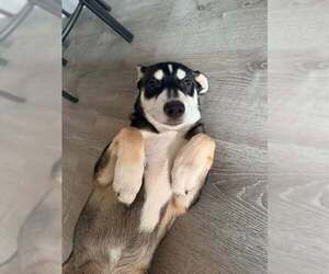 Scottish Collisky Dogs for adoption in Evansville, IN, USA