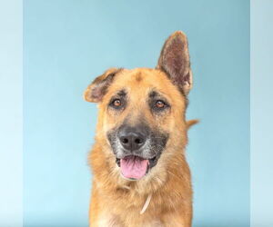 Medium German Shepherd Dog