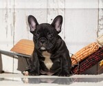 Small Photo #5 Faux Frenchbo Bulldog Puppy For Sale in FREDERICKSBG, OH, USA