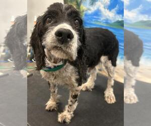 Cocker Spaniel Dogs for adoption in Westminster, MD, USA
