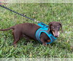 Small #3 Dachshund