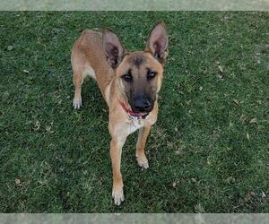 Mutt Dogs for adoption in San Clemente, CA, USA