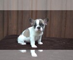 Small Photo #3 French Bulldog Puppy For Sale in Soltvadkert, Bacs-Kiskun, Hungary