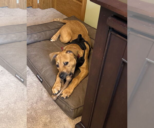 Medium Photo #6 Mutt Puppy For Sale in Farmington, MN, USA