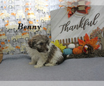 Small #3 Poodle (Toy)