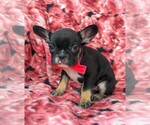 Small Photo #6 French Bulldog Puppy For Sale in CLAY, PA, USA