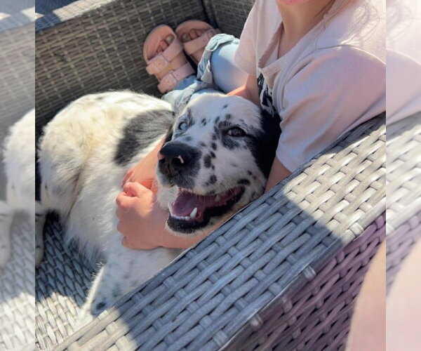 Medium Photo #2 Aussie Pyrenees Puppy For Sale in Canton, CT, USA