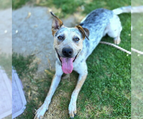 Medium Photo #6 Mutt Puppy For Sale in Long Beach, CA, USA