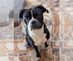 Small #2 Puggle