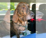 Small #1 Basset Hound-Plott Hound Mix