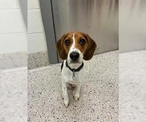 Beagle Dogs for adoption in Brighton, CO, USA