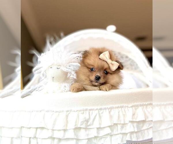 Medium Photo #4 Pomeranian Puppy For Sale in CORAL GABLES, FL, USA
