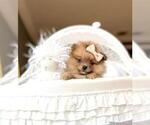 cute puppies - Female Pomeranian Puppy for Sale - Photo #4