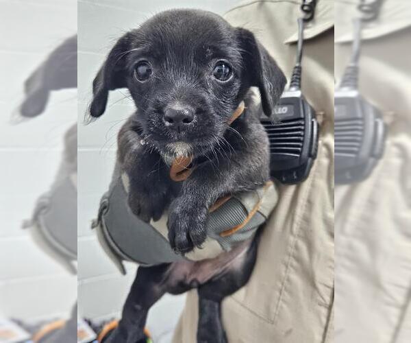 Medium Photo #1 Labrador Retriever-Unknown Mix Puppy For Sale in Temple, TX, USA