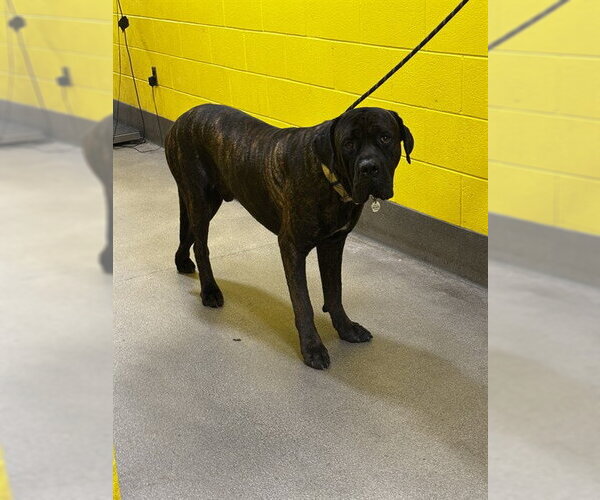 Medium Photo #1 Mutt Puppy For Sale in Forestville, MD, USA