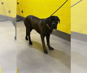 Mutt Dogs for adoption in Forestville, MD, USA