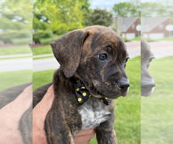 Medium Photo #3 Beagle-Unknown Mix Puppy For Sale in Aurora, IN, USA
