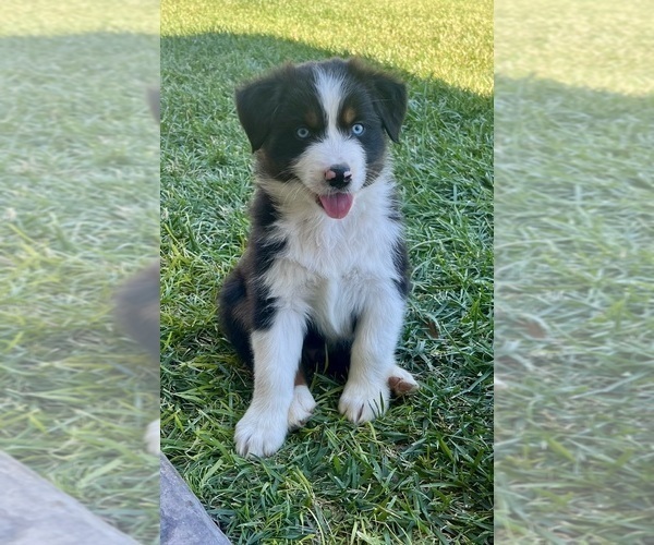 Medium Photo #1 Australian Shepherd Puppy For Sale in PASO ROBLES, CA, USA