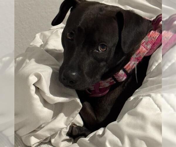 Medium Photo #1 American Staffordshire Terrier Puppy For Sale in San Antonio, TX, USA