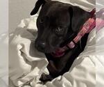 Small American Staffordshire Terrier
