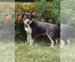 Small #1 Border Collie