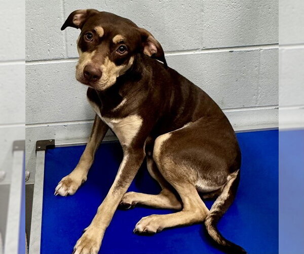 Medium Photo #1 American Staffordshire Terrier-Doberman Pinscher Mix Puppy For Sale in Tavares, FL, USA