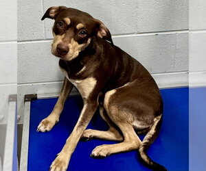 American Staffordshire Terrier-Doberman Pinscher Mix Dogs for adoption in Tavares, FL, USA